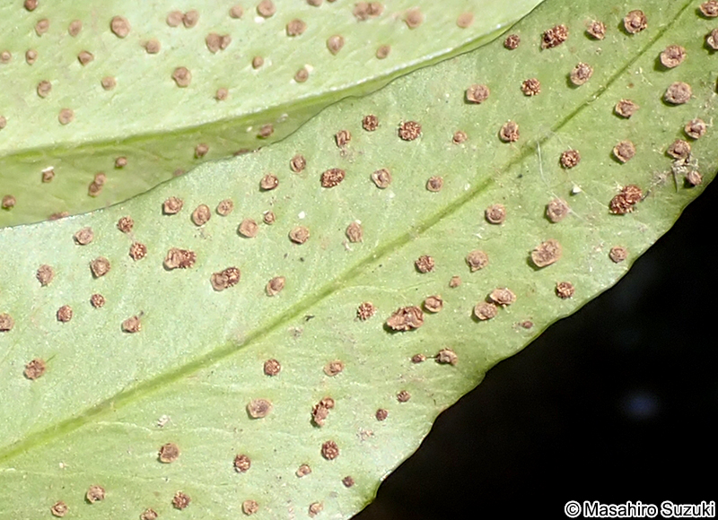 ヤブソテツの胞子嚢