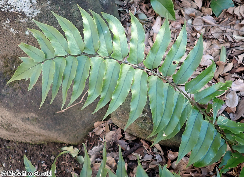 ヤブソテツ Cyrtomium fortunei