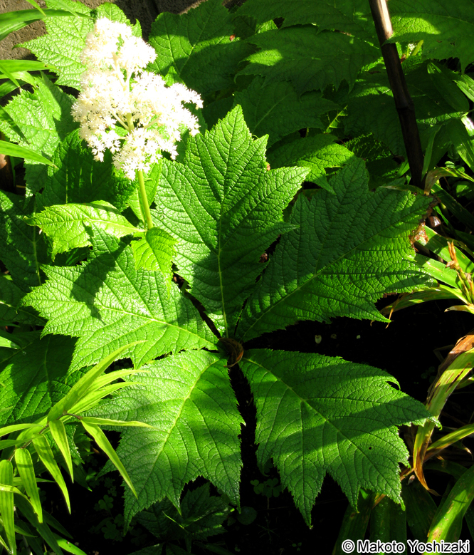 ヤグルマソウ Rodgersia podophylla