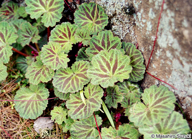 ユキノシタ Saxifraga stolonifera