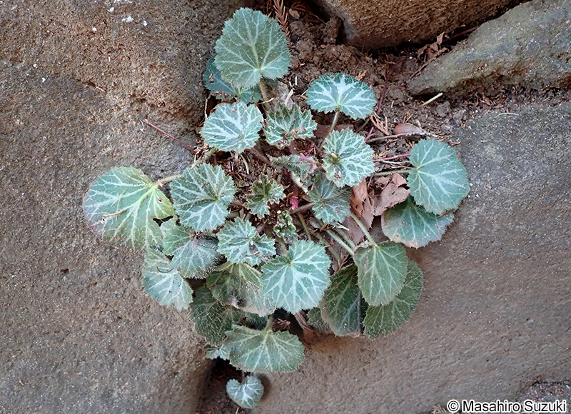 ユキノシタ Saxifraga stolonifera