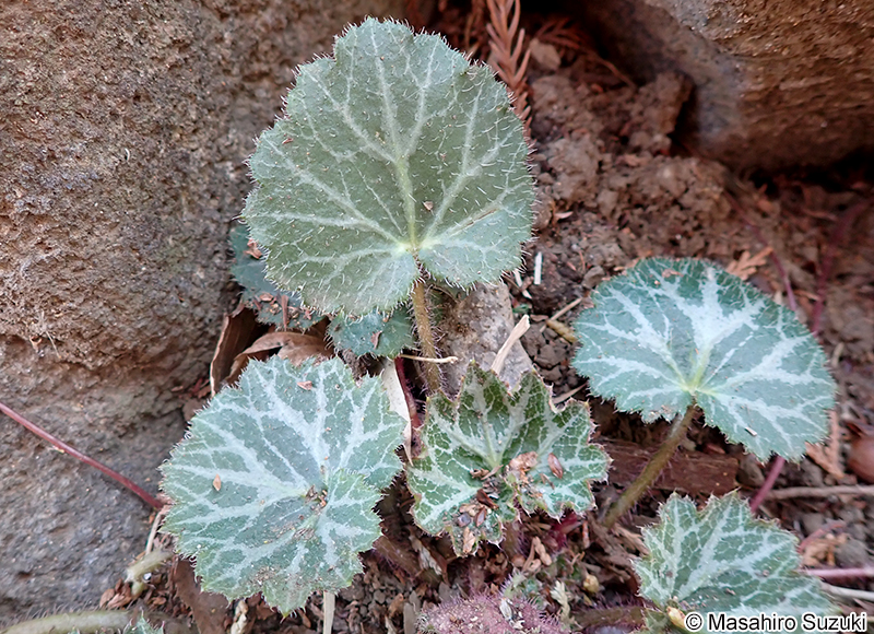 ユキノシタ Saxifraga stolonifera