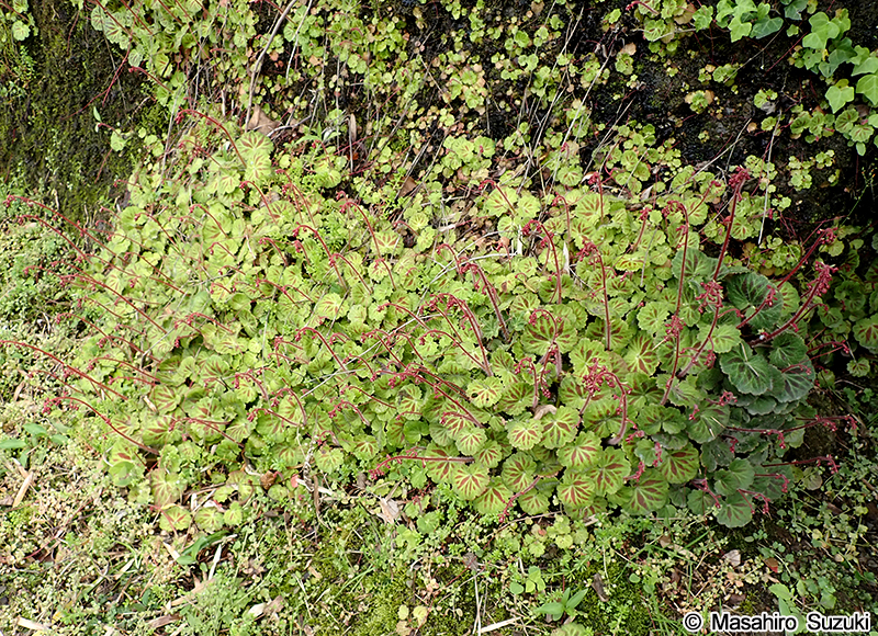 ユキノシタ Saxifraga stolonifera