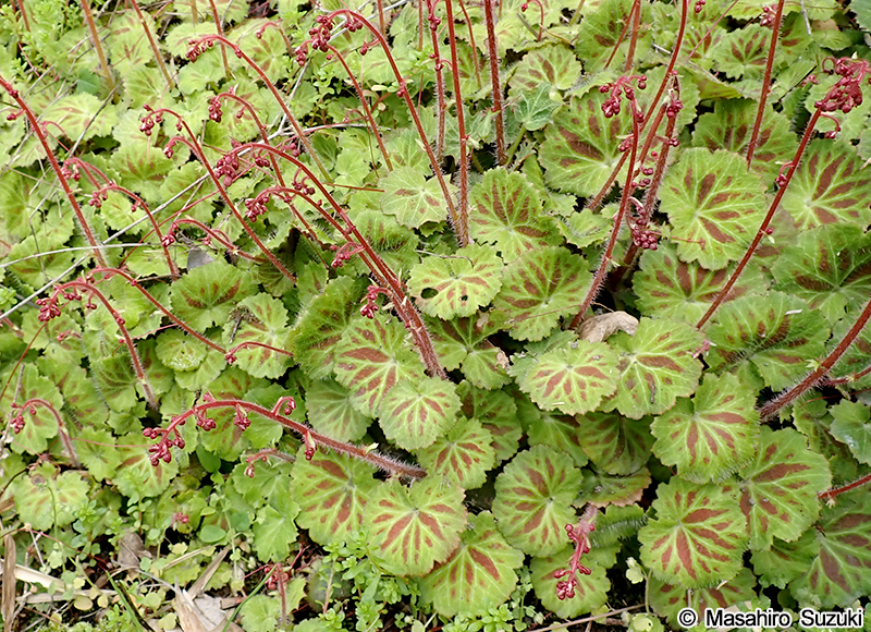 ユキノシタ Saxifraga stolonifera