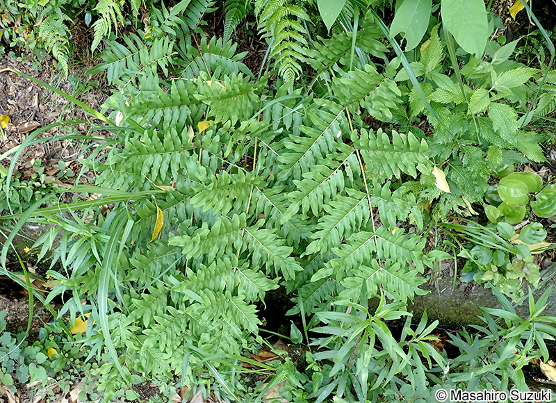 ゼンマイ Osmunda japonica