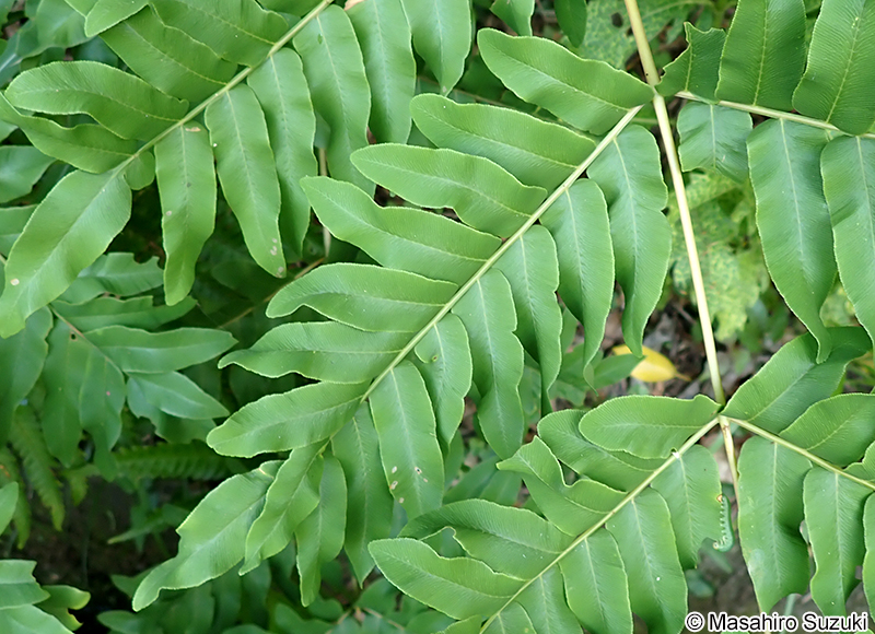ゼンマイ Osmunda japonica