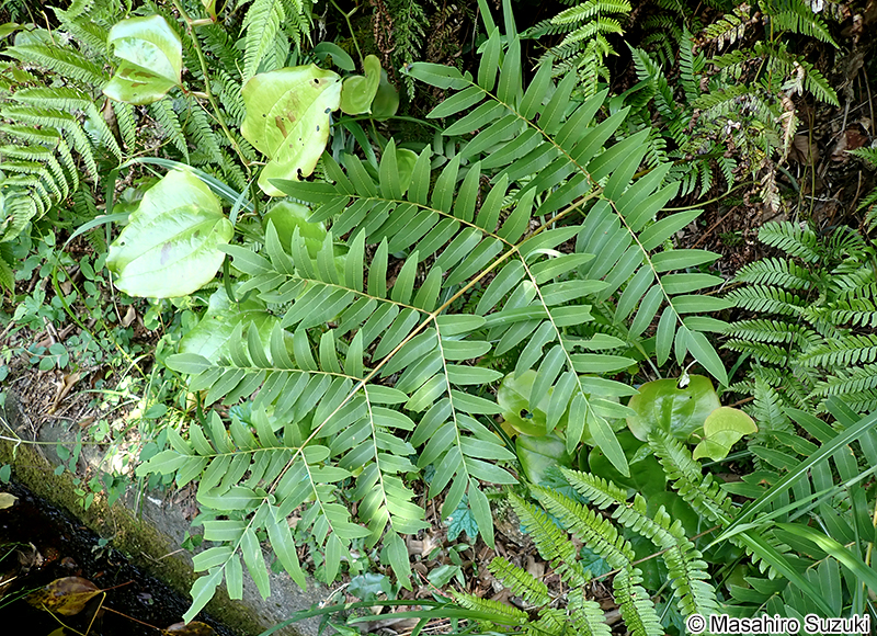 ゼンマイ Osmunda japonica