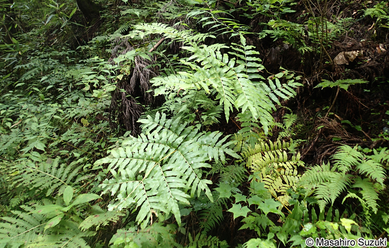 ゼンマイ Osmunda japonica