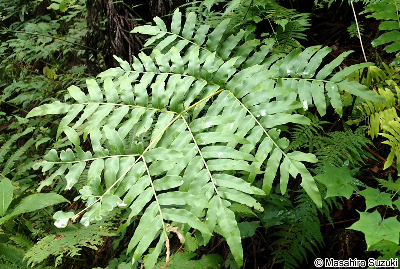 ゼンマイ Osmunda japonica