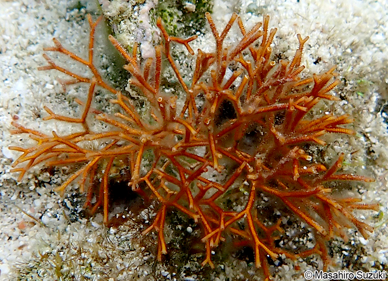 ソデガラミ Actinotrichia fragilis