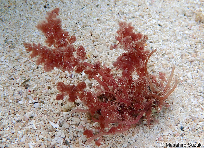 カギケノリ Asparagopsis taxiformis