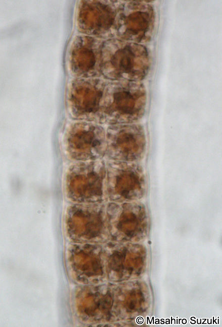 ウシケノリ Bangia fuscopurpurea