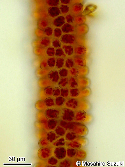 フノリノウシゲ Bangia gloiopeltidicola