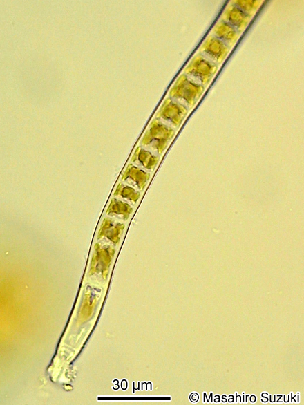 フノリノウシゲ Bangia gloiopeltidicola