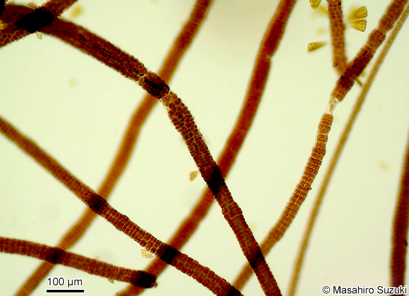 フノリノウシゲ Bangia gloiopeltidicola