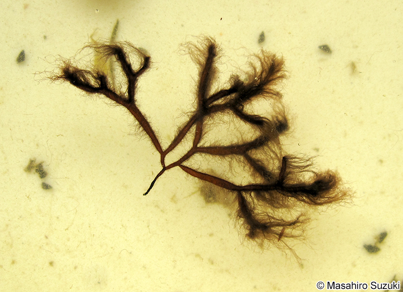 フノリノウシゲ Bangia gloiopeltidicola