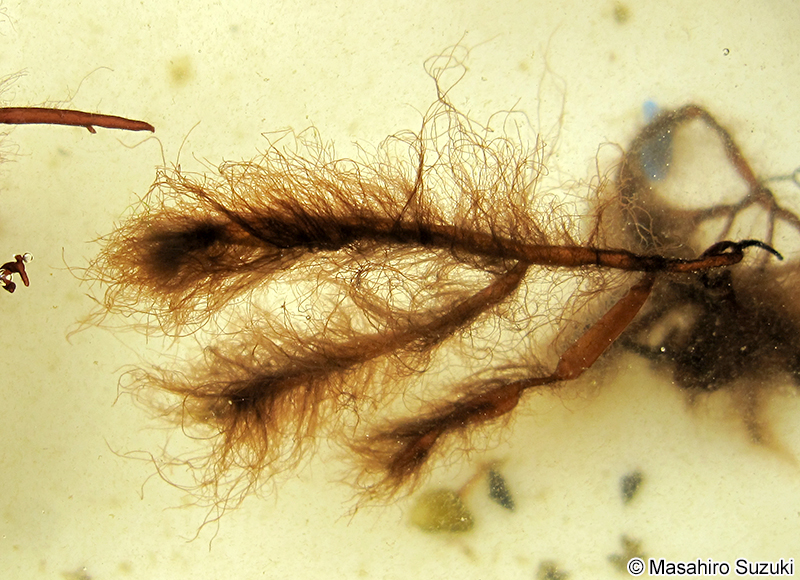 フノリノウシゲ Bangia gloiopeltidicola