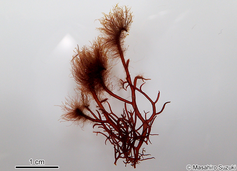 フノリノウシゲ Bangia gloiopeltidicola