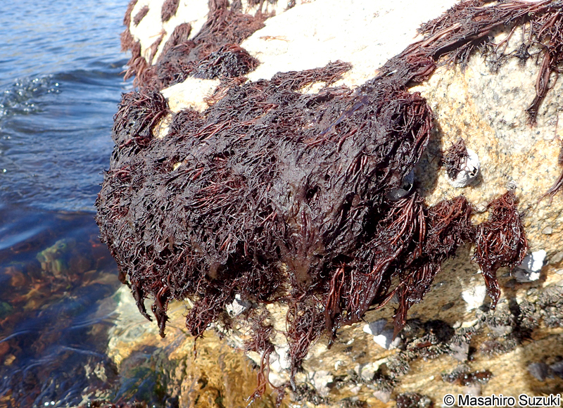 フノリノウシゲ Bangia gloiopeltidicola