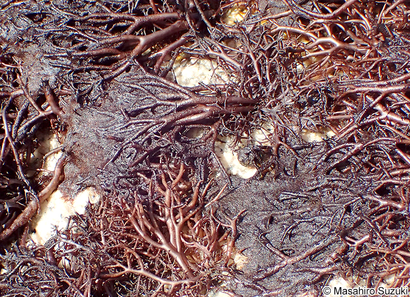 フノリノウシゲ Bangia gloiopeltidicola