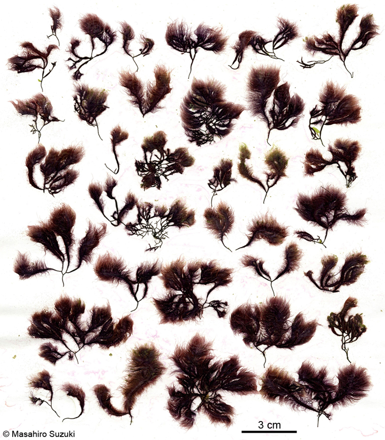 フノリノウシゲ Bangia gloiopeltidicola