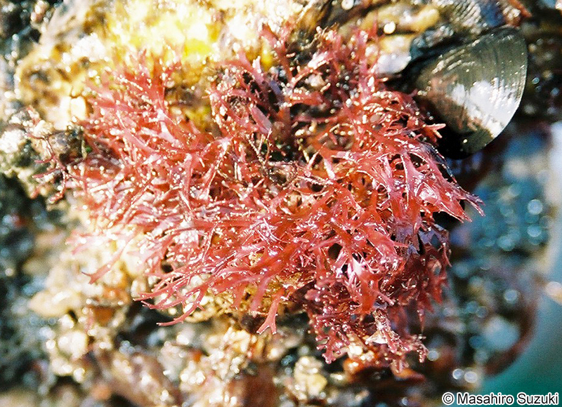 カエルデグサ Binghamia californica