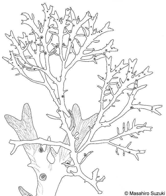 カエルデグサ Binghamia californica