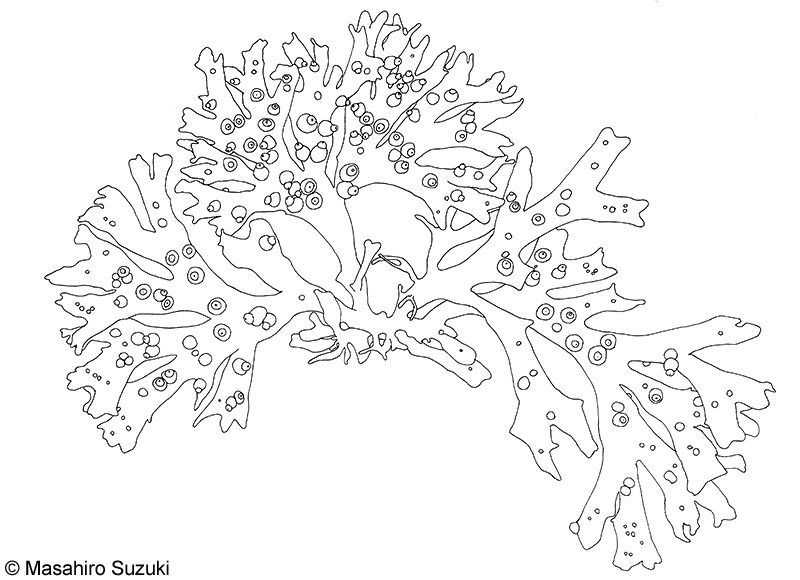 カエルデグサ Binghamia californica