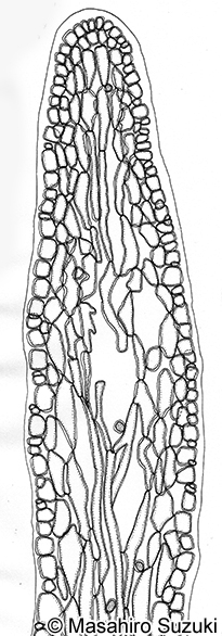 カエルデグサ Binghamia californica