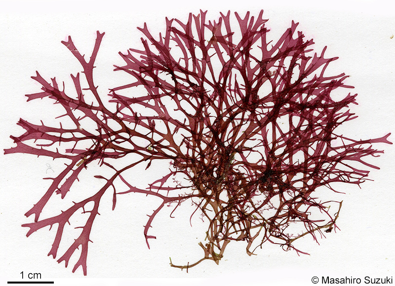 カエルデグサ Binghamia californica