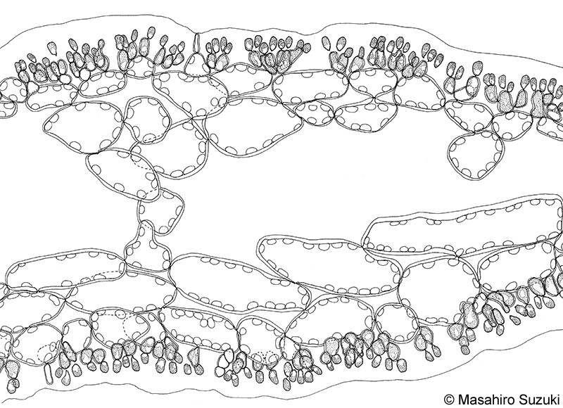 カエルデグサ Binghamia californica