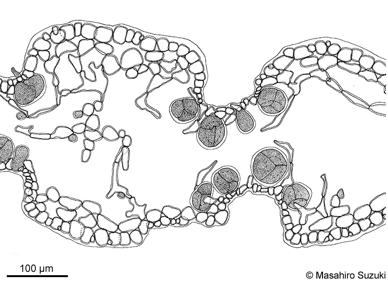 カエルデグサ Binghamia californica