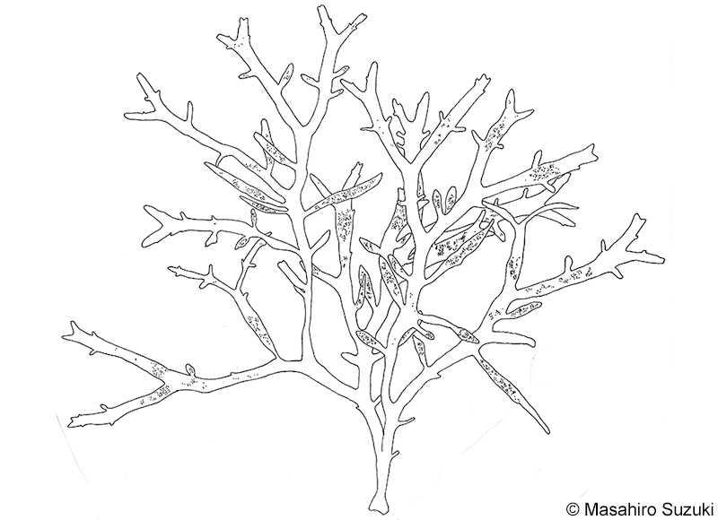 カエルデグサ Binghamia californica