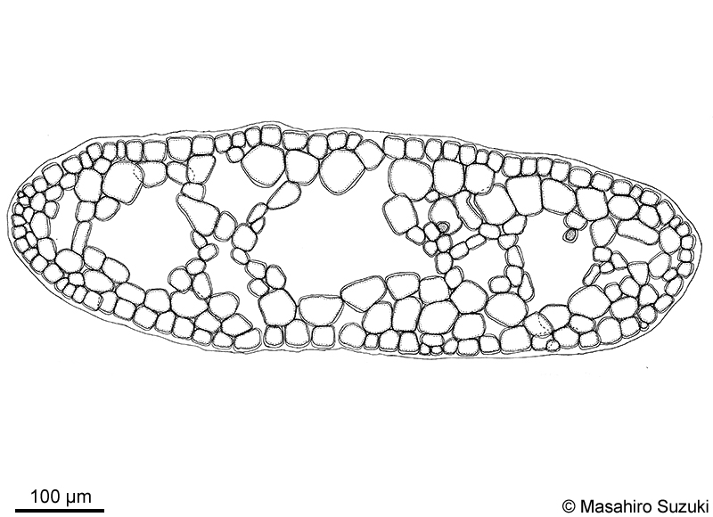 カエルデグサ Binghamia californica