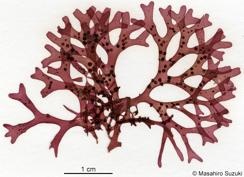 カエルデグサ Binghamia californica