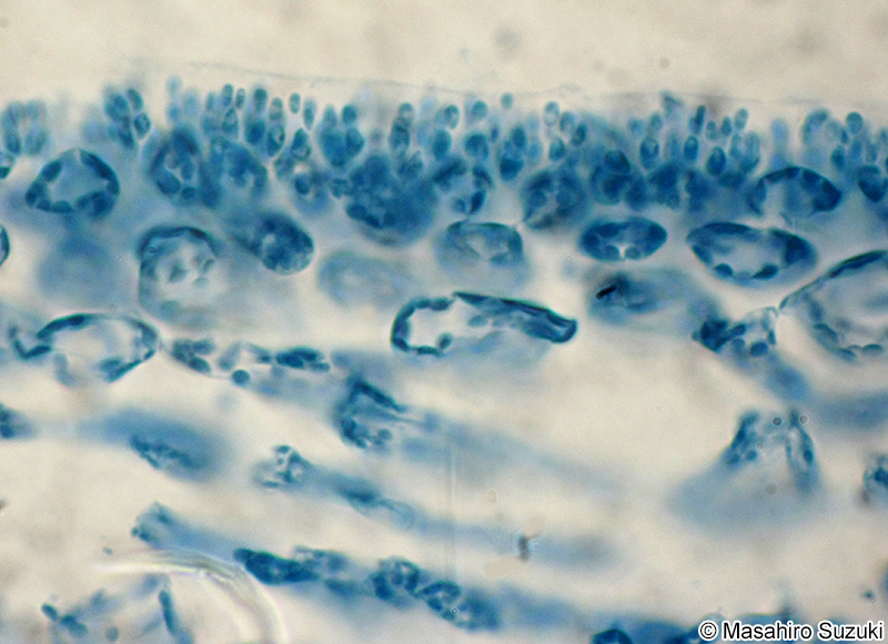 カエルデグサ Binghamia californica