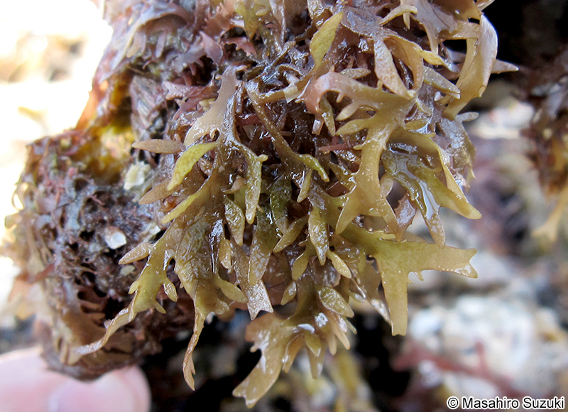 カエルデグサ Binghamia californica