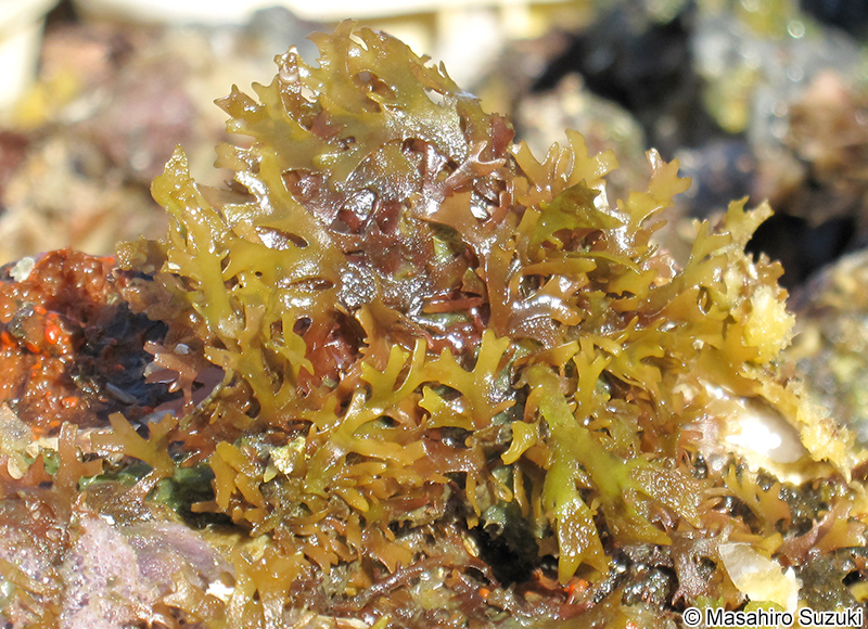 カエルデグサ Binghamia californica