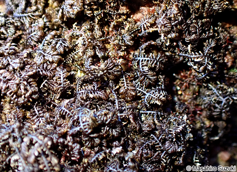 コケモドキ Bostrychia binderi