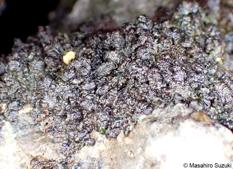 コケモドキ Bostrychia binderi