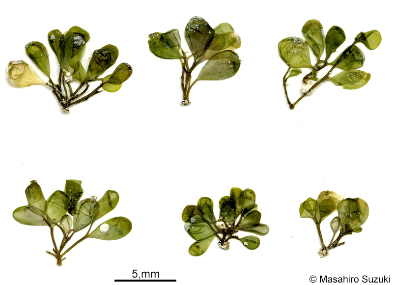アツカワハナノエダ Botryocladia kuckuckii