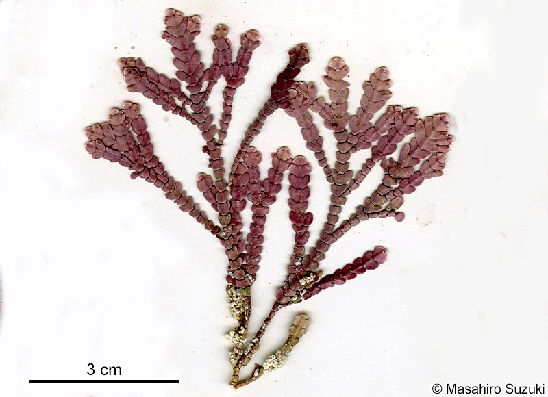 エゾシコロ Alatocladia yessoensis