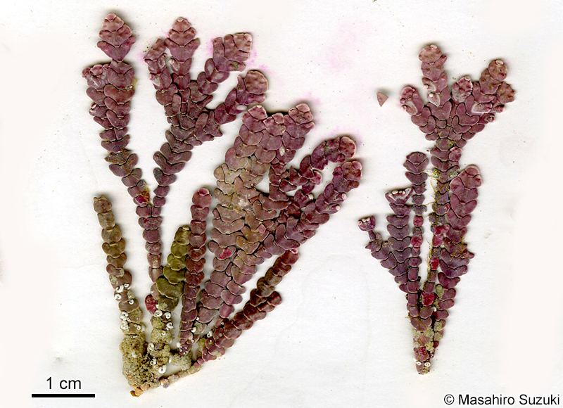 エゾシコロ Alatocladia yessoensis