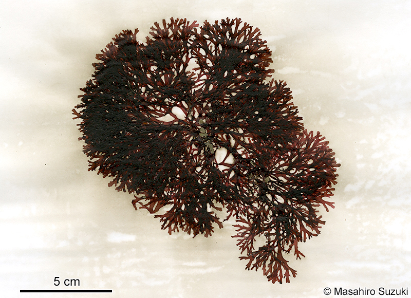 クロトサカモドキ Callophyllis adhaerens