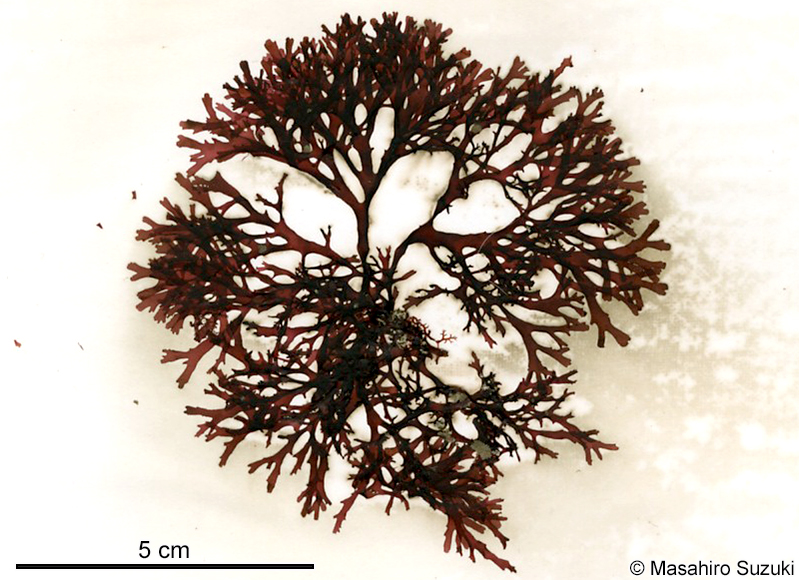 クロトサカモドキ Callophyllis adhaerens