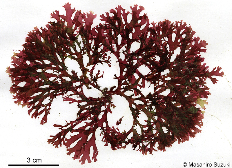 クロトサカモドキ Callophyllis adhaerens