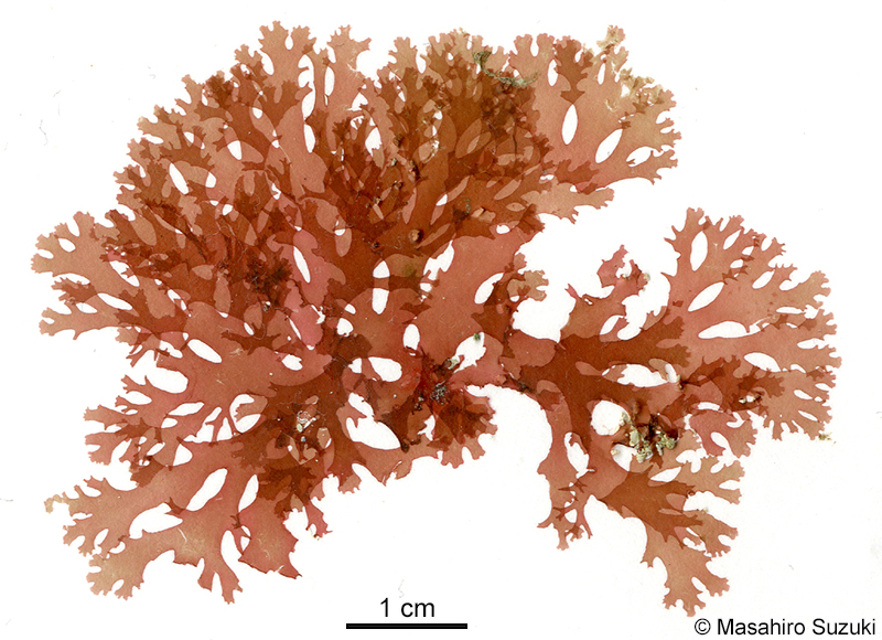 クロトサカモドキ Callophyllis adhaerens