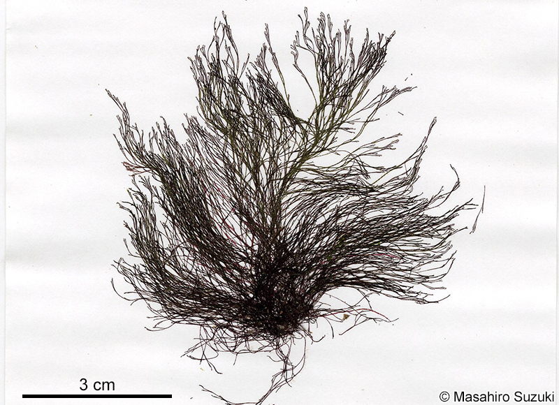 Centroceras clavulatum