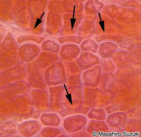 Centroceras clavulatum