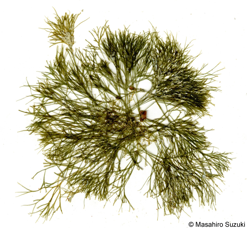 テングサモドキ Ceratodictyon repens